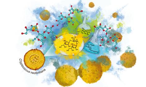 В ИОХ РАН проводятся комплексные исследования полисахаридного антигена клеточной стенки гриба Cryptococcus neoformans — возбудителя грибкового менингита человека