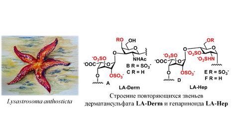 Исследователями ИОХ РАН обнаружены высокосульфатированные полисахариды дерматансульфат и гепариноид в морской звезде Lysastrosoma anthosticta