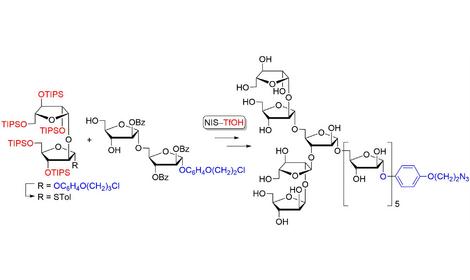 Учеными ИОХ РАН продолжаются исследования по синтезу фрагментов клеточных стенок микобактерий