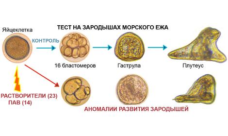 При участии ИОХ РАН изучена токсичность органических растворителей и ПАВ на эмбрионах морского ежа